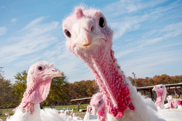 We've been lied to our whole lives 9 Thanksgiving myths you were taught- and the actual history