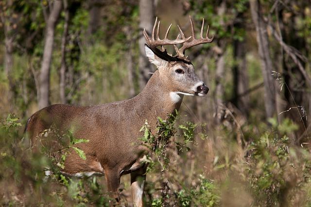 Opening weekend of deer season has high numbers