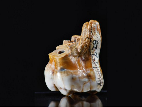 Ancient Tooth