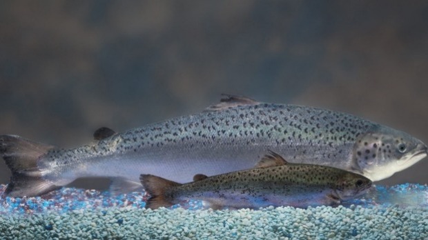 Salmon the First Genetically Modified Animal Approved for Human Consumption