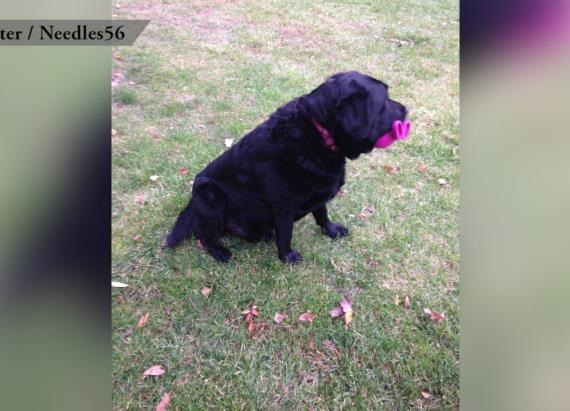 Pets Don't Understand Daylight Savings Time