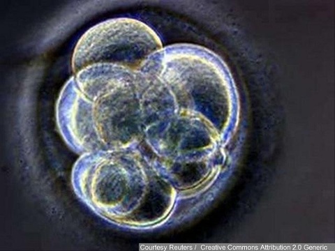 Divorced California couple's embryos must be discarded, judge says tentatively