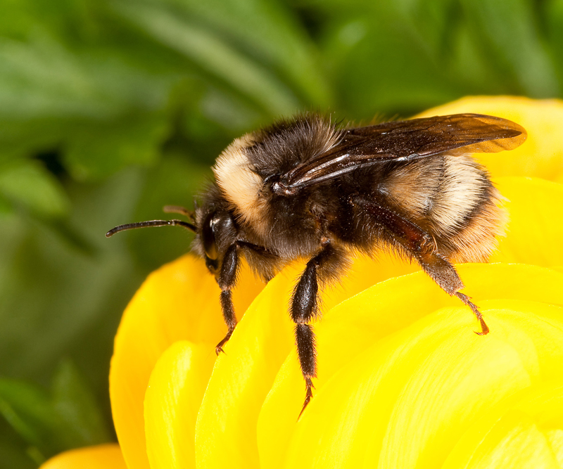 Western Bumble bee