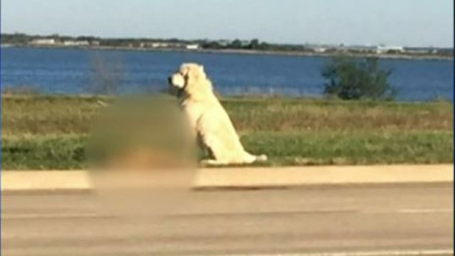 Dog Refuses To Leave Friend's Body On The Side Of The Road