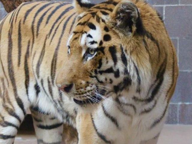 Eide was reportedly bitten by an 18-year-old Malayan tiger named Mai