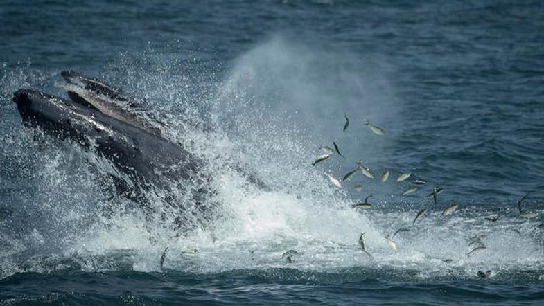 Entangled Humpback Whale Spotted in Waters Off Dana Point