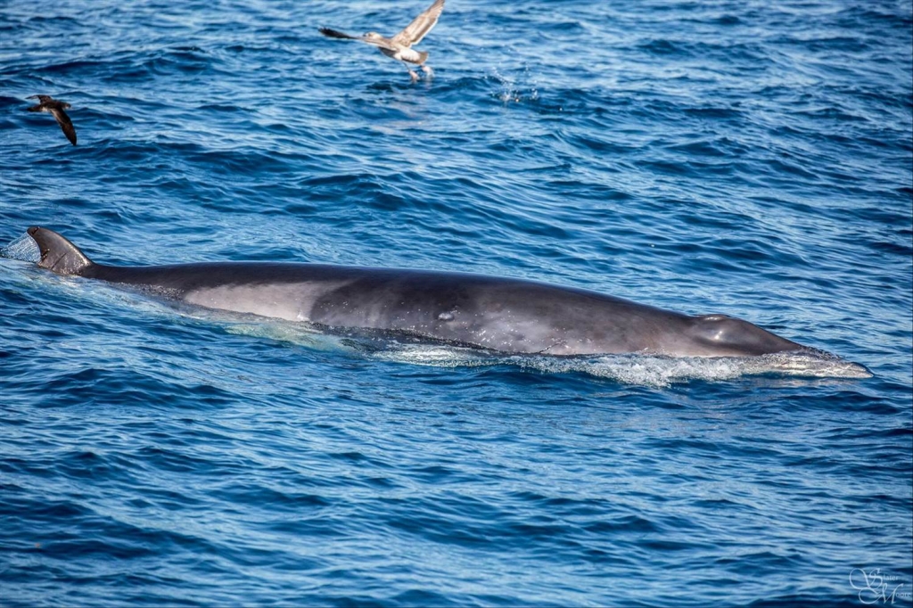 Entangled humpback whale spotted off Newport Beach