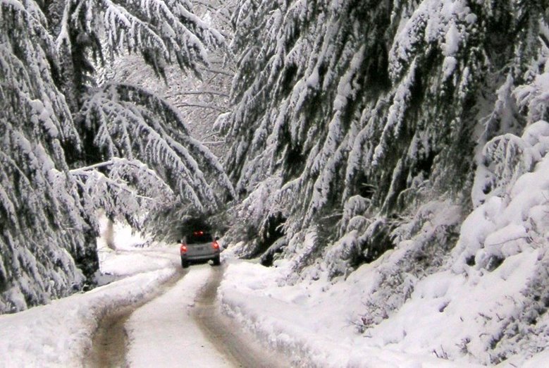 Expect snowy unplowed forest roads if you venture into the
National Forest to cut a tree