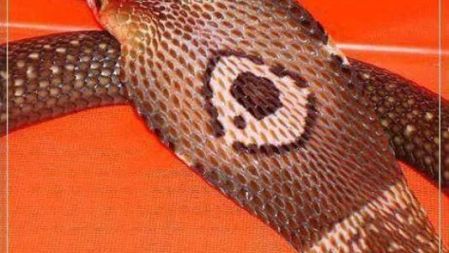 24 Hours After Escaping From Florida Home, 5-foot Venomous Cobra Captured