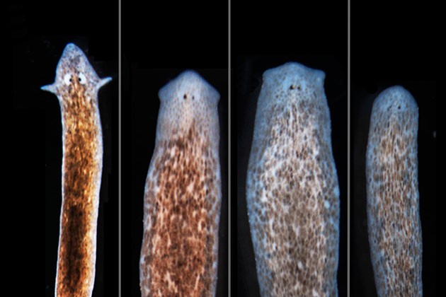 Flatworms Used To Grow Heads, Brains Of Other Species