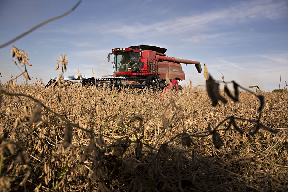 Soybean farm