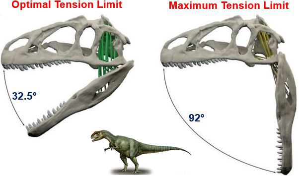 Gape angles at optimal and maximum tension limit for Allosaurus fragilis