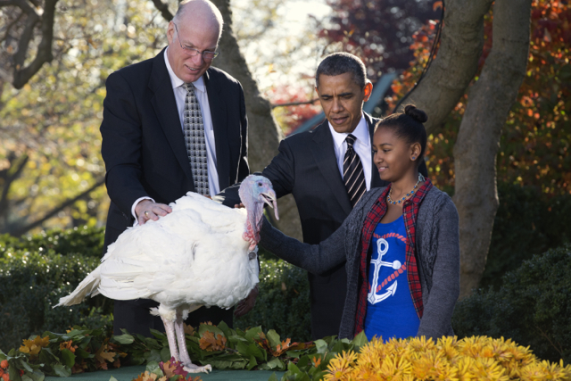 Meet the two beautiful turkeys vying for the title of National Thanksgiving Turkey