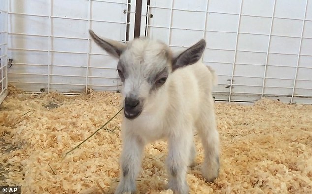 GusGus a baby goat that vanished from the Arizona State Fair has been located and is safe and sound