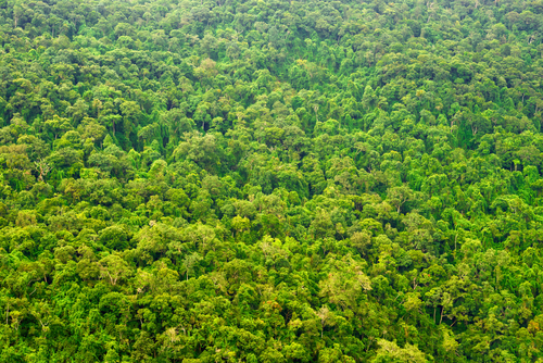 SHOCK WARNING: 8690 tree species in Amazon on verge of becoming EXTINCT