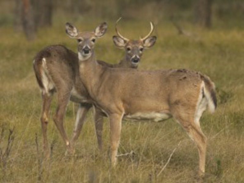 DNR Issues Reminders For Hunters As Firearm Season Approaches