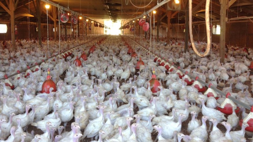 Hahn is a flock of turkeys at a Minnesota poultry farm