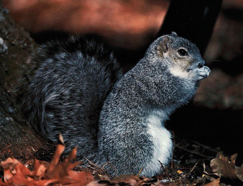 Squirrel removed from endangered list