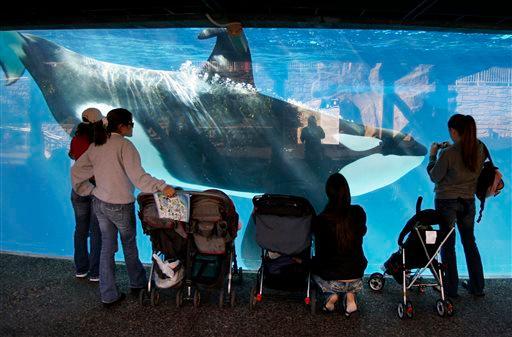 SeaWorld Ends Orca Shows at Theme Park