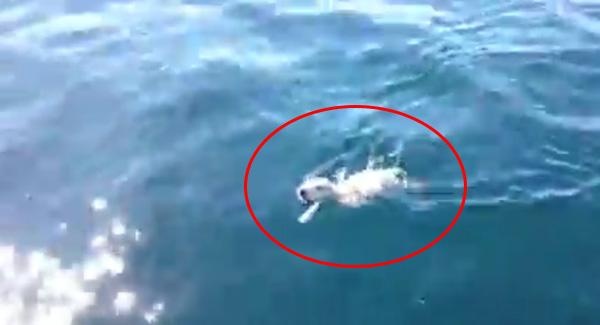 Watch An Adorable Puppy Lost At Sea Get Rescued By Italian Sailors