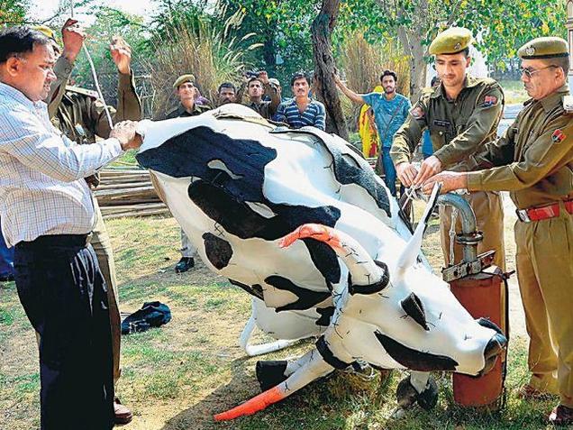 The plastic cow installation that was brought down by police at the Jaipur Art Summit on Saturday