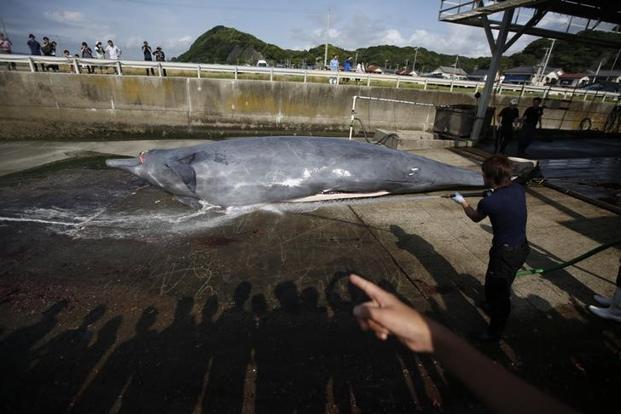 Japan relied on an exemption to a 1986 moratorium on commercial whaling that permits catching the marine mammals for scientific purposes