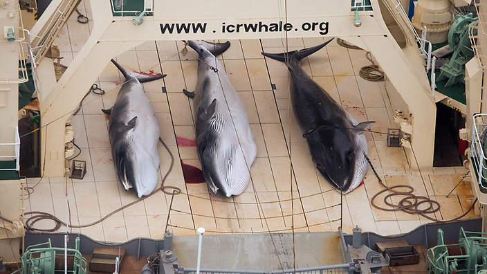 Japan's whaling fleet