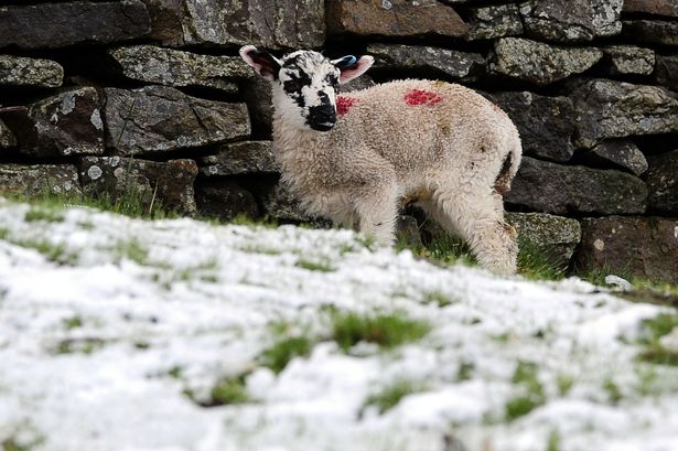 A spring lamb shelters behind a wall after snow fell over high ground as unseasonably cold weather returned to parts of the UK this week