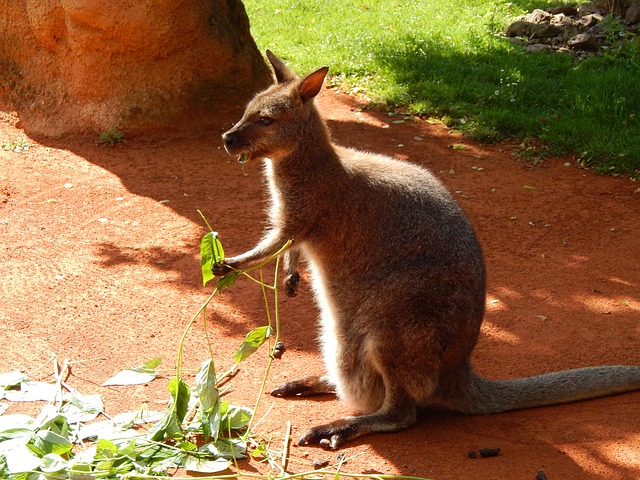 'Kangaroo munching on some leaves