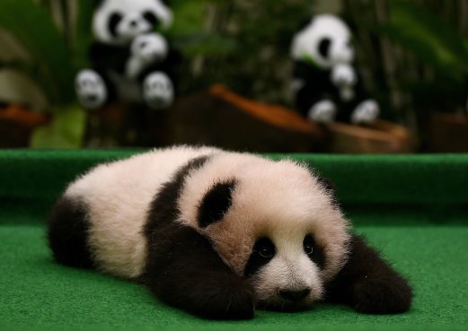 Can't wait to see Zoo Negara's new panda cub? Now you can.