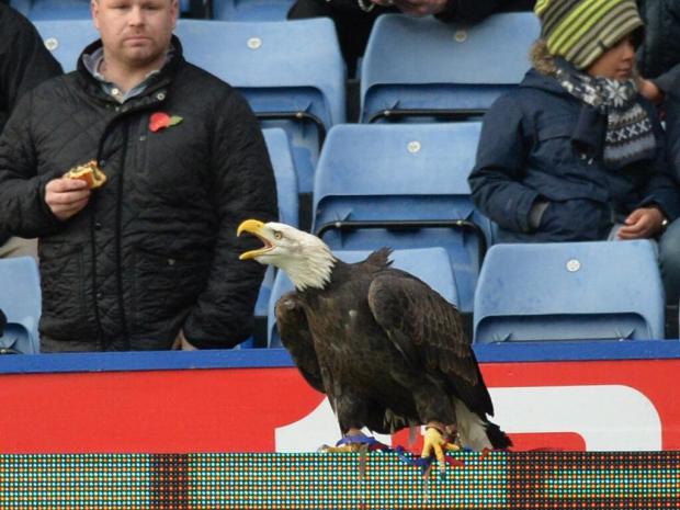 Man 34 from Welling arrested for allegedly trying to punch Crystal Palace American bald eagle mascot Kayla