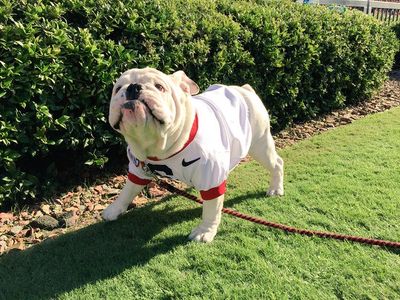 Que at game vs. Auburn