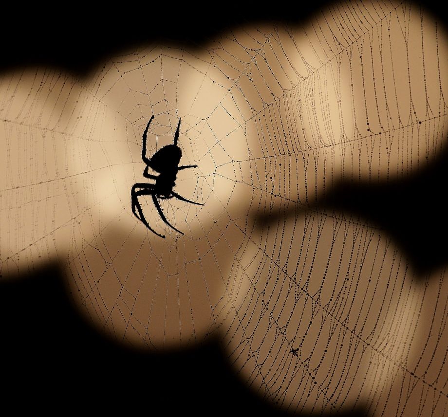 A spider is silhouetted against a string of lights in Overland Park Kan