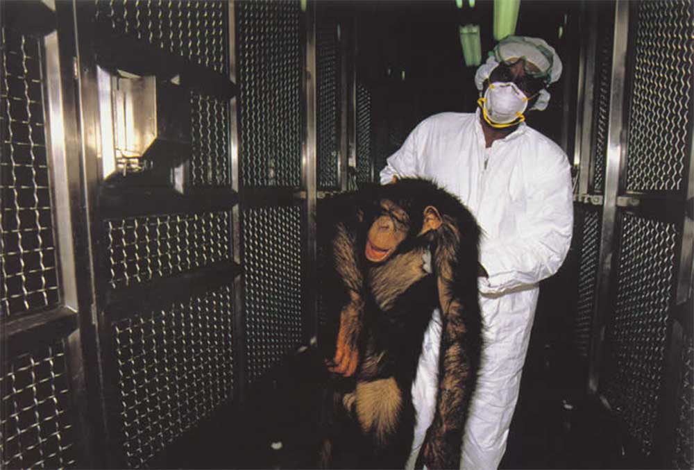 Great Day for Animal Rights Activists No more Chimpanzee in U.S.A labs