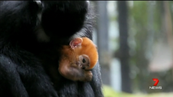 CUTE VIDEO Meet Nangua One Of World's Rarest Monkeys story image