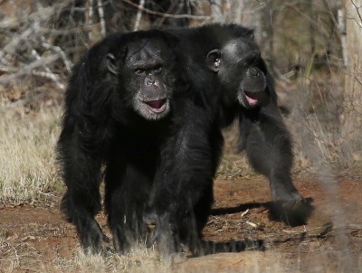 No More Research Chimpanzees, Says NIH