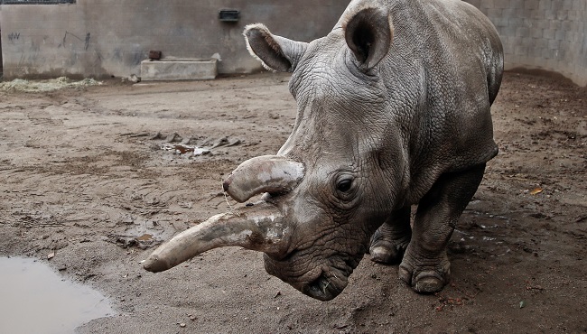 Northern white rhino dies at SD Zoo Safari Park