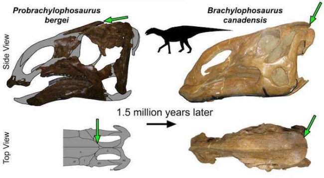 A Probrachylophosaurus visual abstract