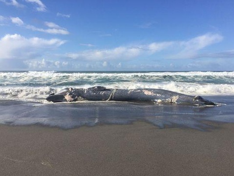 Beached blue whale Oregon coast