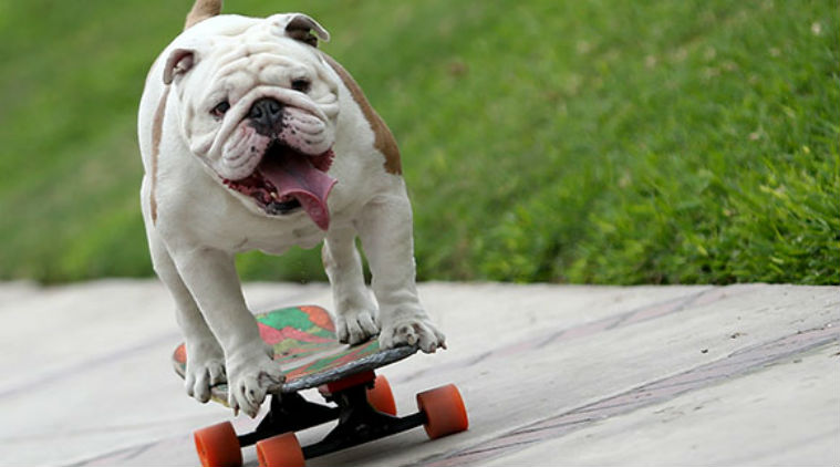 Otto the skateboarding dog Guinness World Records