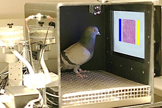 A pigeon being trained to screen images of benign and malignant breast tissue by pecking blue or yellow choice buttons in return for a food reward