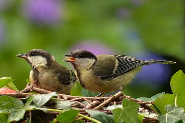 'Pair of wild birds together on a branch