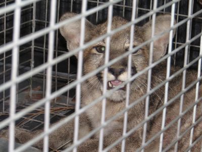 FWC panther kitten capture