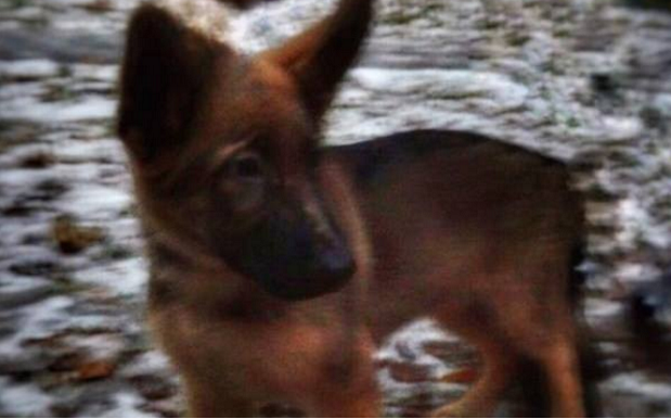 Diesel: Police dog killed in Saint-Denis raid (Photo)