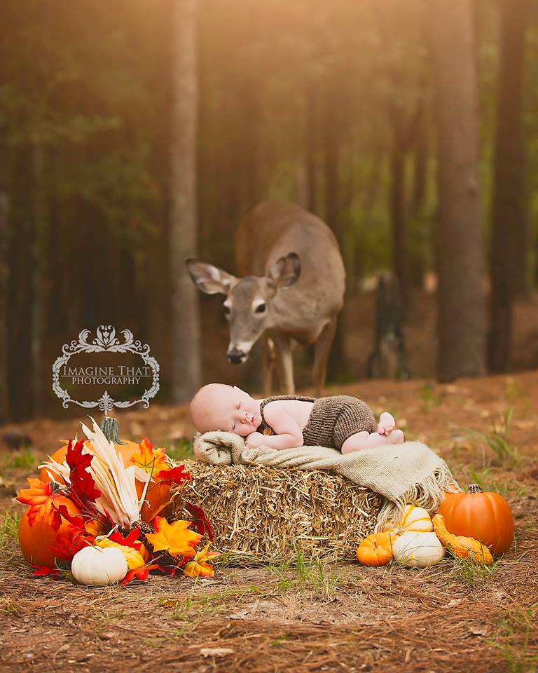 Wild deer photobombs newborn shoot