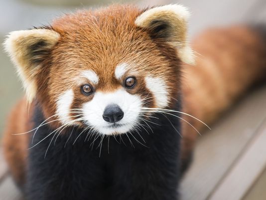 Rare Red Panda twins born at Welsh Mountain Zoo