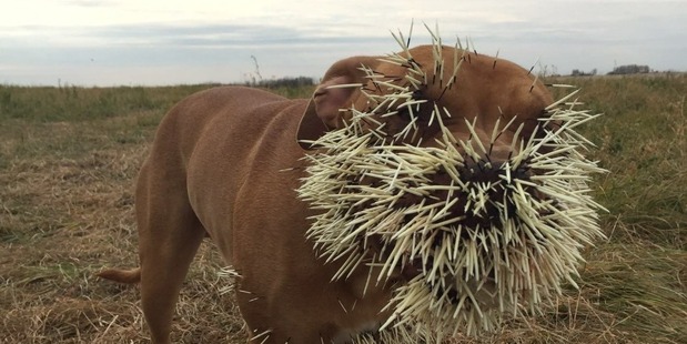 Canadian dogs spiked by porcupine