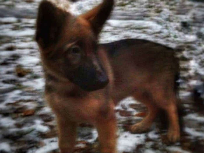 Diesel: Police dog killed in Saint-Denis raid (Photo)