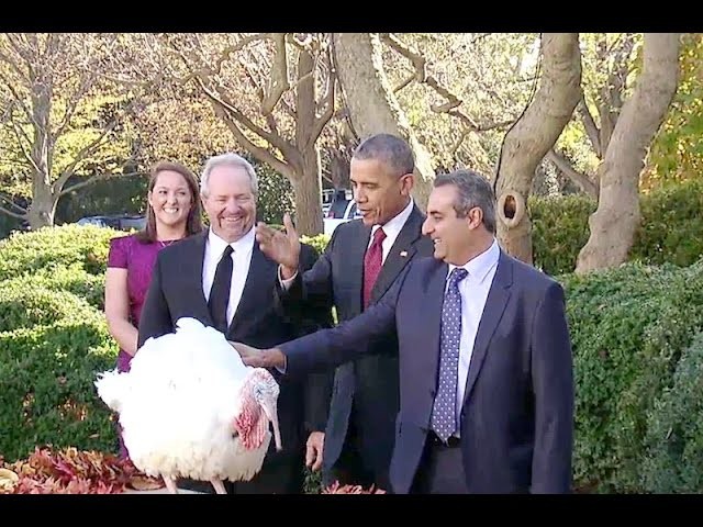 President Obama pardons Abe and its alternate Honest the National Thanksgiving Turkeys in a Rose Garden