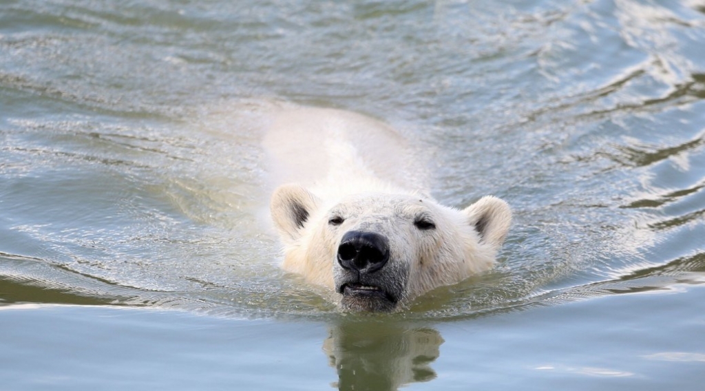 Numbers of polar bears